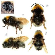 Attēlu rezultāti vaicājumam “Psithyrus sylvestris”