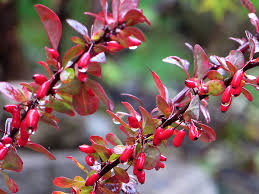 Attēlu rezultāti vaicājumam “Berberis thunbergii fruit”
