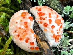 Attēlu rezultāti vaicājumam “Badhamia bethelii”