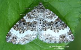 Attēlu rezultāti vaicājumam “Epirrhoe alternata”