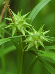 Attēlu rezultāti vaicājumam “Carex globularis flower”