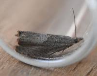 Attēlu rezultāti vaicājumam “Dichrorampha simpliciana”