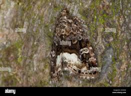 Attēlu rezultāti vaicājumam “Protodeltote pygarga”