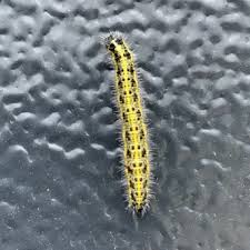 Attēlu rezultāti vaicājumam “Pieris brassicae larva”