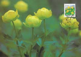 Attēlu rezultāti vaicājumam “Trollius europaeus”