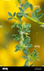 Attēlu rezultāti vaicājumam “Cytisus scoparius leaf”