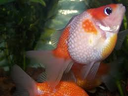 images?qtbnANd9GcT k25GFd geXxJkiBKKh49yG5CUsKazy9gJIIDSmuQdxHsz4tK