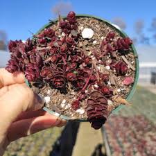 Attēlu rezultāti vaicājumam “Phedimus spurius”