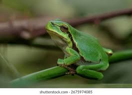 Attēlu rezultāti vaicājumam “Hyla arborea adult”