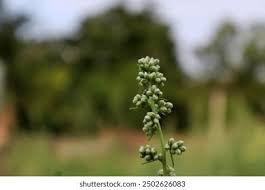 Attēlu rezultāti vaicājumam “Filipendula vulgaris bud”