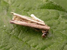 Attēlu rezultāti vaicājumam “Psyche casta larva”