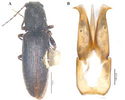 Attēlu rezultāti vaicājumam “Athous sp.”