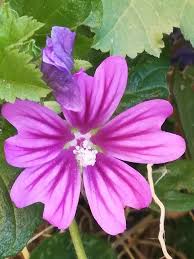 Image result for Malva sylvestris var. mauritiana