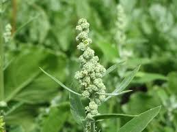 Image result for Chenopodium album