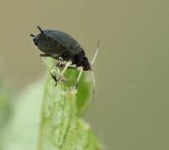 Attēlu rezultāti vaicājumam “Aphis farinosa”