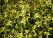 Attēlu rezultāti vaicājumam “Meesia triquetra”