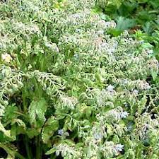 Attēlu rezultāti vaicājumam “Borago officinalis”