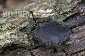 Attēlu rezultāti vaicājumam “Biscogniauxia repanda”