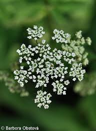 Attēlu rezultāti vaicājumam “Chaerophyllum aromaticum flower”
