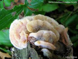 Attēlu rezultāti vaicājumam “Phlebia tremellosa”