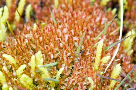 Attēlu rezultāti vaicājumam “Bryum weigelii macro”