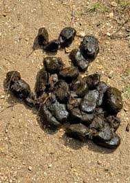 Image result for il_merda.jpg