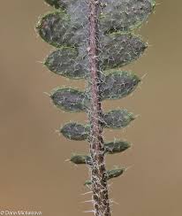 Attēlu rezultāti vaicājumam “Cardaminopsis arenosa fruit”
