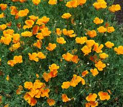 Attēlu rezultāti vaicājumam “Eschscholzia californica fruit”
