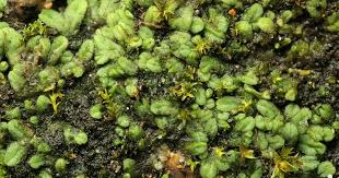 Attēlu rezultāti vaicājumam “Riccia sorocarpa macro”