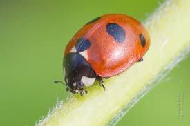Attēlu rezultāti vaicājumam “Coccinella quinquepunctata”