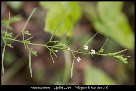 Attēlu rezultāti vaicājumam “Thesium alpinum leaf”