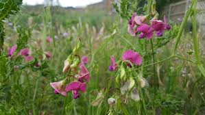Attēlu rezultāti vaicājumam “Lathyrus sylvestris flower”