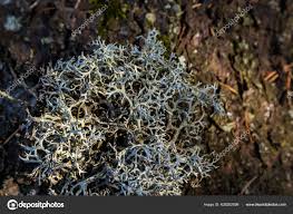 Attēlu rezultāti vaicājumam “Cladonia rangiferina”