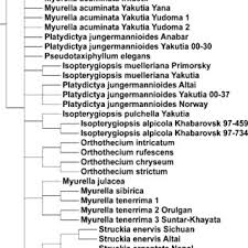 Attēlu rezultāti vaicājumam “Serpoleskea subtilis sporophyte”