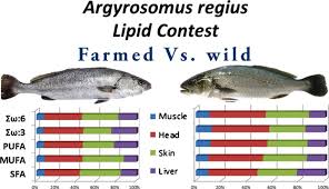 Image result for Argyrosomus regius