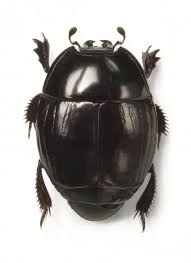 Attēlu rezultāti vaicājumam “Histeridae”