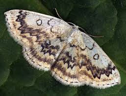 Attēlu rezultāti vaicājumam “Cyclophora annularia”