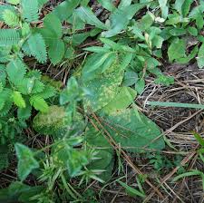 Attēlu rezultāti vaicājumam “Coleosporium sp.”