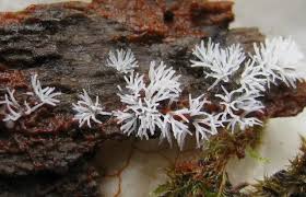 Attēlu rezultāti vaicājumam “Ceratiomyxaceae”