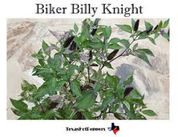 Afbeeldingsresultaat voor biker billy jalapeno hot pepper