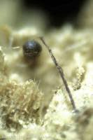 Attēlu rezultāti vaicājumam “Cribraria tenella”