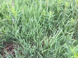 Attēlu rezultāti vaicājumam “Holcus mollis”