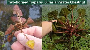 Attēlu rezultāti vaicājumam “Trapa natans leaf”