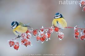 Attēlu rezultāti vaicājumam “Cyanistes caeruleus adult”