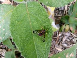 Attēlu rezultāti vaicājumam “Archips podana male”