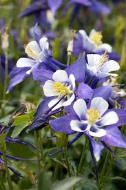Image result for Aquilegia caerulea