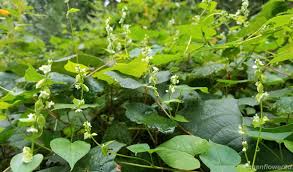 Attēlu rezultāti vaicājumam “Fallopia convolvulus leaf”