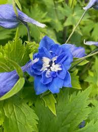 Attēlu rezultāti vaicājumam “Delphinium elatum  flower”