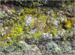 Attēlu rezultāti vaicājumam “Chrysothrix candelaris”