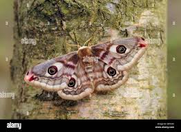 Attēlu rezultāti vaicājumam “Saturnia pavonia female”